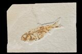 Fossil Fish (Knightia) - Wyoming #159566-1